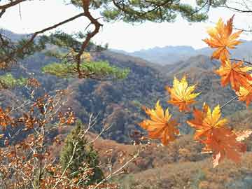 乐山市住房公积金查询个人账户（乐山市住房公积金查询个人账户明细）